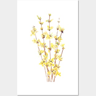 yellow forsythia watercolor Posters and Art